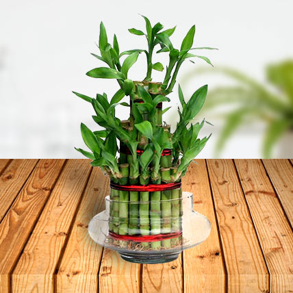 Valentine Bamboo Plant