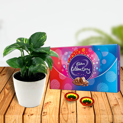 Money Plant and Celebration Chocolates with Diya