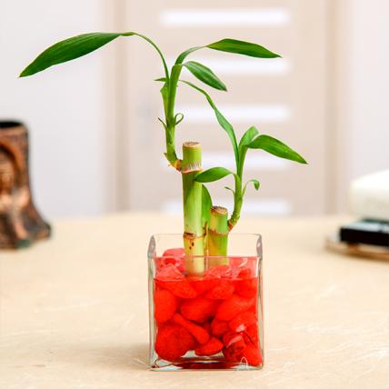 2 Lucky Bamboo Stalks (A Symbol of Love)
