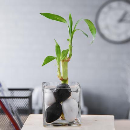1 Lucky Bamboo Stalk (A Symbol of Commitment)