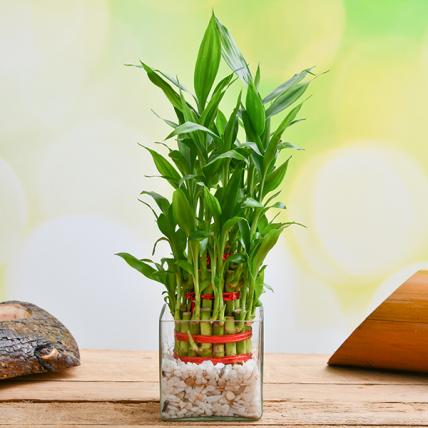 3 Layer Lucky bamboo in Glass Vase