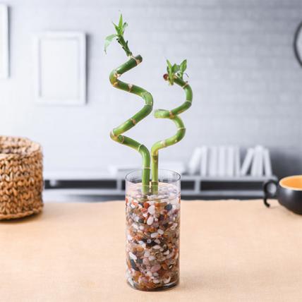 Spiral Sticks Lucky Bamboo in Vase