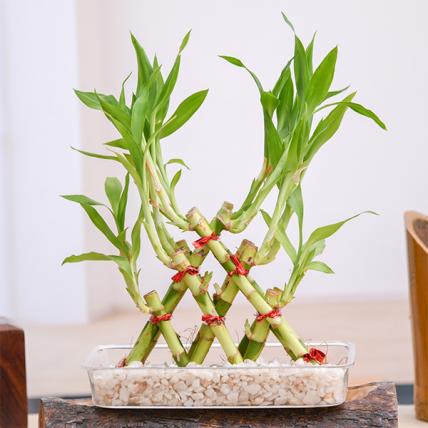 3 Layer Pyramid Lucky Bamboo