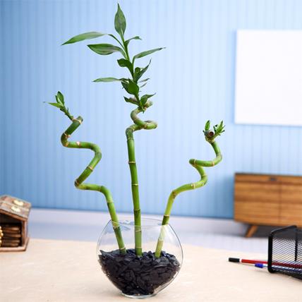 3 Spiral Sticks Lucky Bamboo in a Glass Vase 