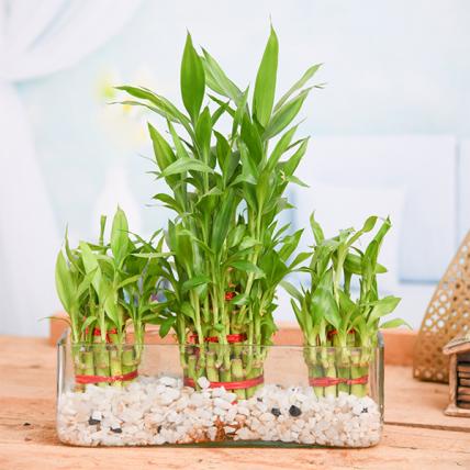 2 Layer and 3 Layer Lucky Bamboo Plants Combo