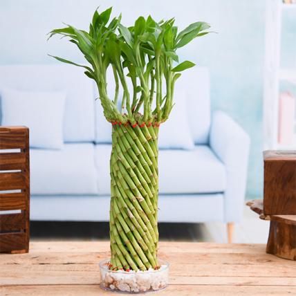 Fengshui Wheel Arrangement Lucky Bamboo