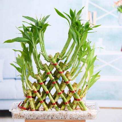 5 Layer Pyramid Lucky Bamboo 