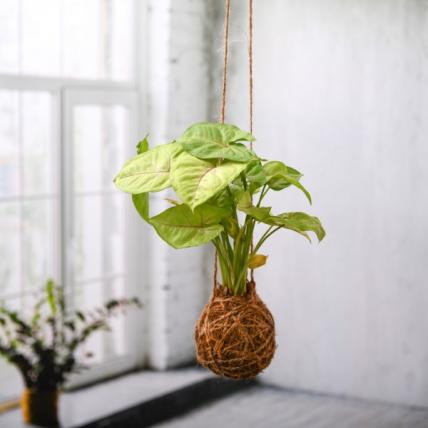 Syngonium Plant Moss Ball - Kokedama