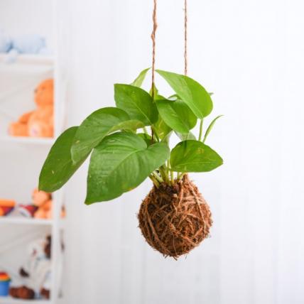 Air Purifier Money Plant Moss Ball - Kokedama