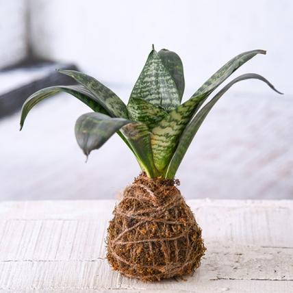 Everlasting Sansevieria Plant Moss Ball - Kokedama