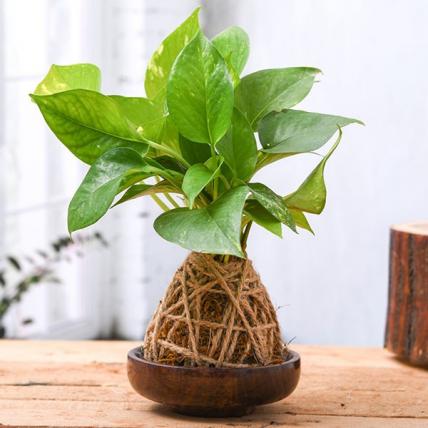 Air Purifier Green Money Plant Moss Ball with Saucer - Kokedama