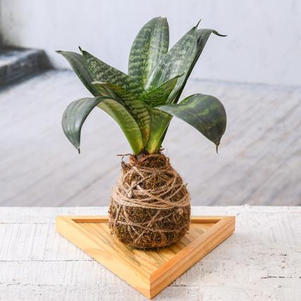 Sansevieria Plant Moss Ball with Plate - Kokedama