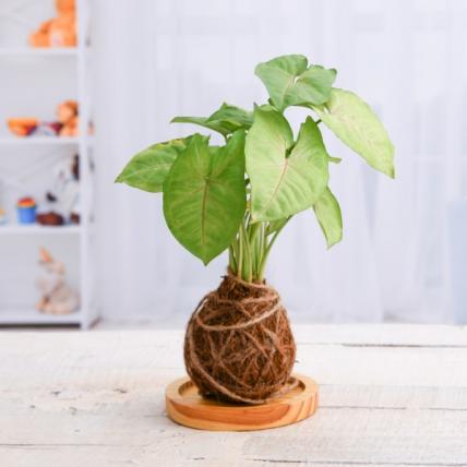 Syngonium Plant Moss Ball with Plate - Kokedama