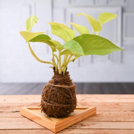 Air Purifier Golden Money Plant Moss Ball with Plate - Kokedama