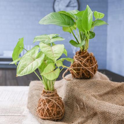 Elegant Moss Balls for Beautiful Surrounding - Kokedama