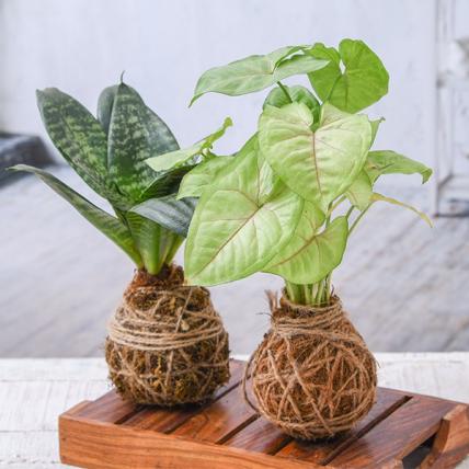 Decorative Moss Balls - Kokedama