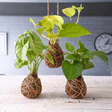 3 Trendy Moss Balls - Kokedama