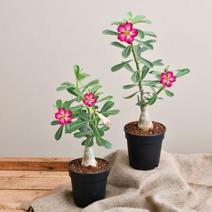 Bonsai Looking Grafted Adenium Plants