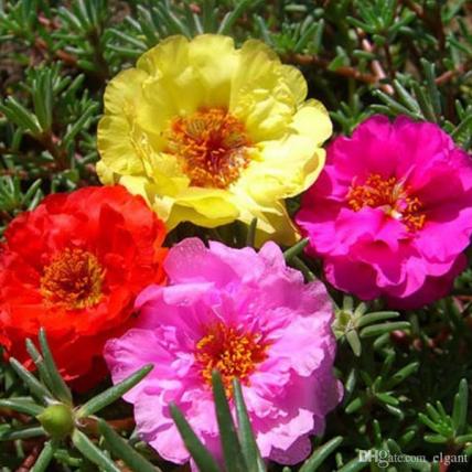 Portulaca, 9 O Clock (Any Color) - Plant