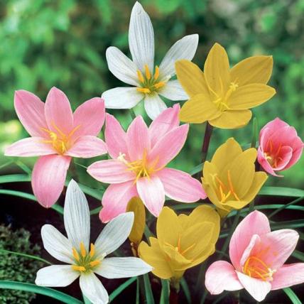 Zephyranthes Grandiflora, Rain Lily (Any Color) - Plant