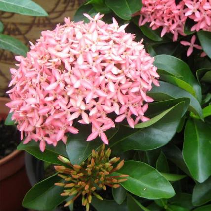 Ixora Mini Dwarf (Any Color) - Plant