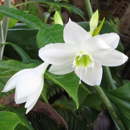 Eucharis, Amazon Lily - Plant