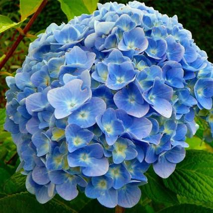 Hydrangea macrophylla (Any Color) - Plant