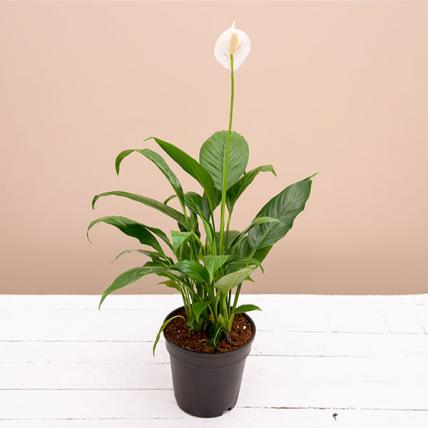 Peace Lily Plant