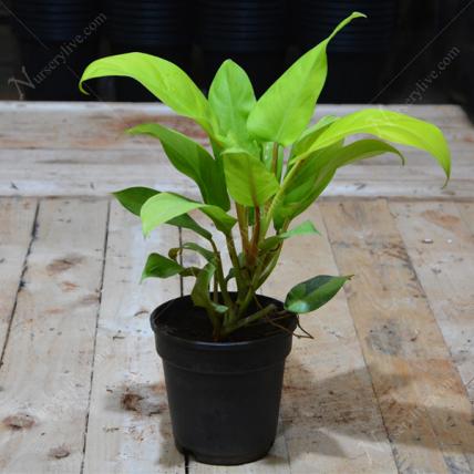 Philodendron Ceylon Golden - Plant