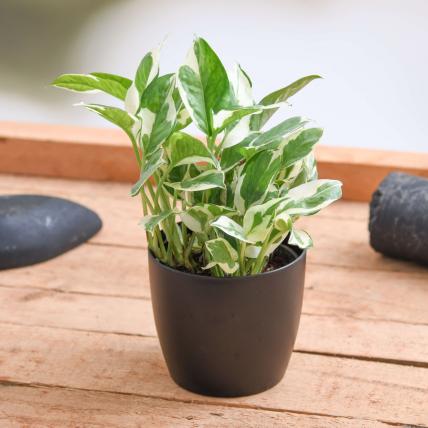 Eco Friendly Gift Bundle for Healthy Living