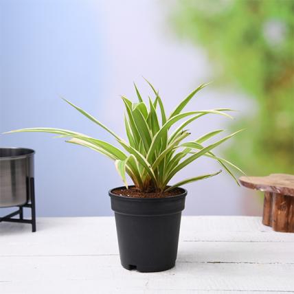 Spider Plant