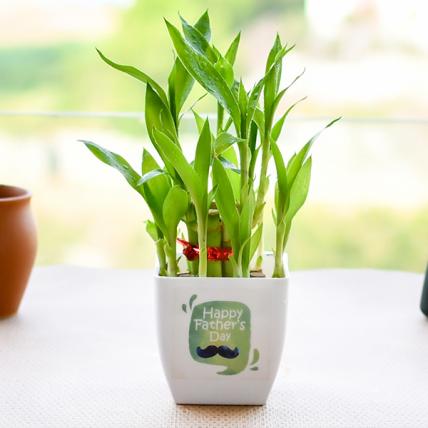 Phulwa | Two Layer Lucky Bamboo With Clear Square Pot | Lucky bamboo plant  | bamboo plant | Lucky plant | Plastic Pot | Indoor Plants | Air Purifying  Plants | Gift for Birthday | Home Decorative