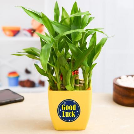 Send Propose Day Lucky Bamboo Plant Online, Price Rs.645 | FlowerAura