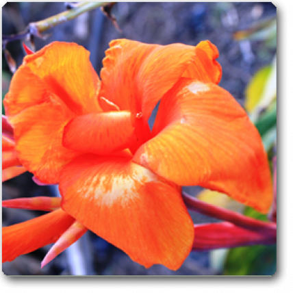 Canna (Orange Flower with Variegated Yellow Leaves ) - Plant