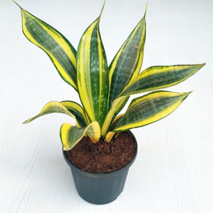 Sansevieria trifasciata Golden Hahnii, Snake Plant - Succulent Plant