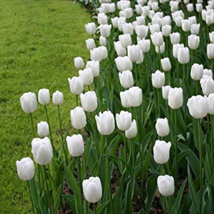 Tulip Royal Virgin (White)