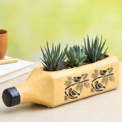 DIY Succulent Garden