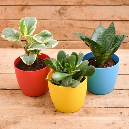 Beautiful Table Top / Office Desk Succulents