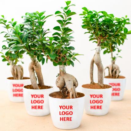 Fabulous Ficus Bonsai - Gift Pack