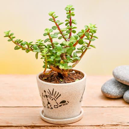 Enchanting Jade plant for Memorable Moments