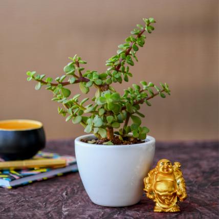 Wealth Boomer Jade Plant with Laughing Buddha