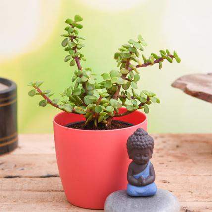 Jade Plant with Meditating Buddha to Wish Good Fortune