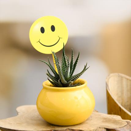 Celebrate Happiness with Haworthia