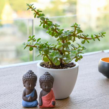 Spread Luck and Happiness with Jade plant and Buddha