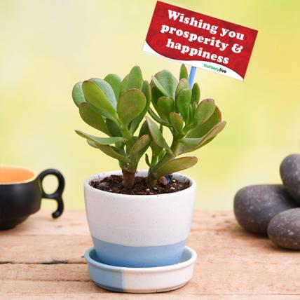Happiness with Jade Plant in Ceramic Pot