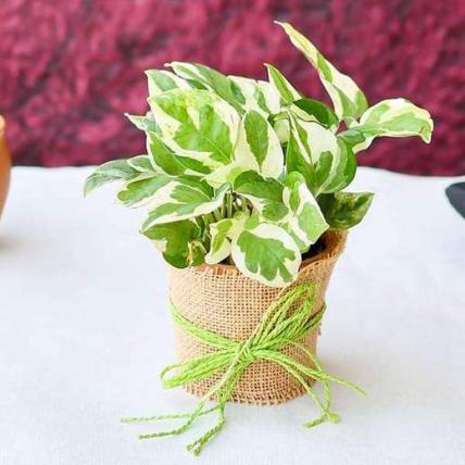 Good Luck Money Plant with a Jute wrap