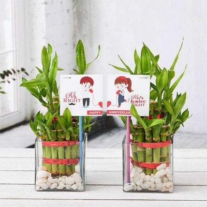 Celebrate Anniversary with 2 Layer Lucky Bamboo Plants