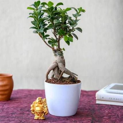 Wish Good Luck with Ficus Bonsai and Laughing Buddha