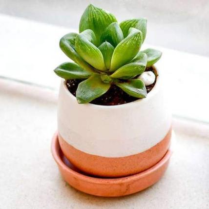 Give Happiness with Glorious Haworthia in a Ceramic Pot