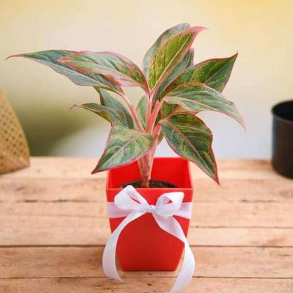 Celebrate Anniversary with Aglaonema Plant